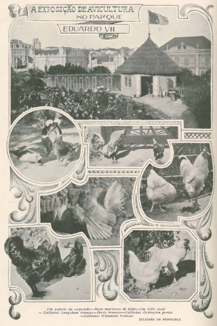 Exposição de Avicultura no Parque Eduardo VII