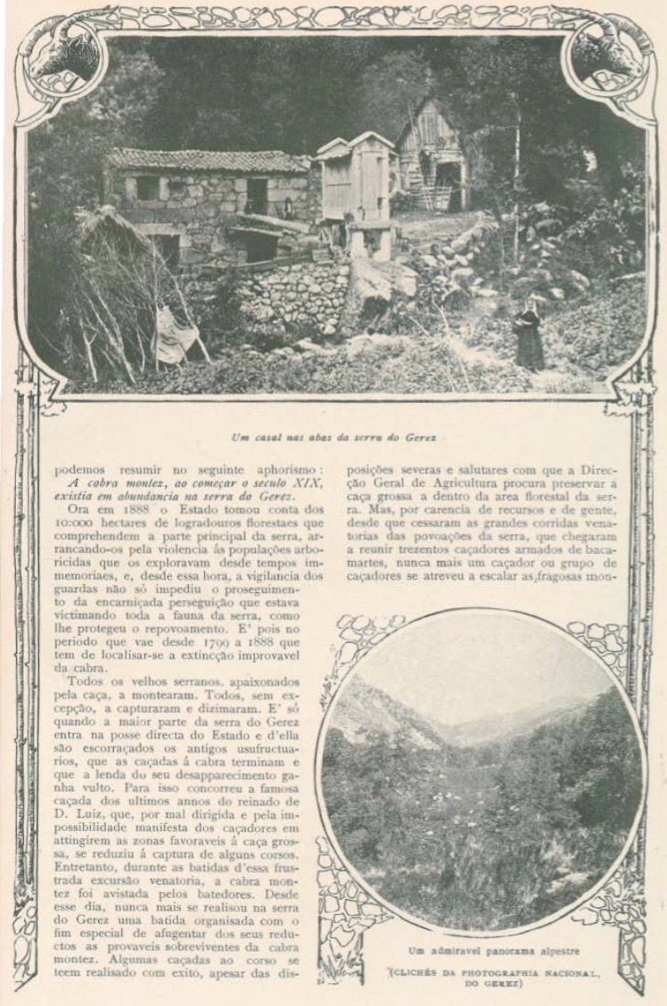 Cabra do Gerês