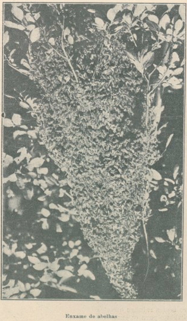 Enxame de abelhas