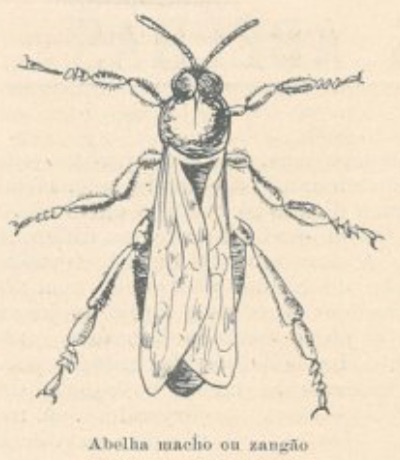 Zangão