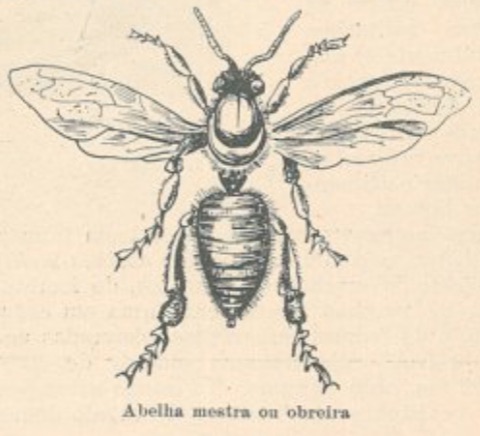 Abelhas mestra