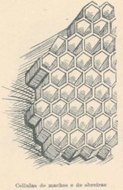 Células
