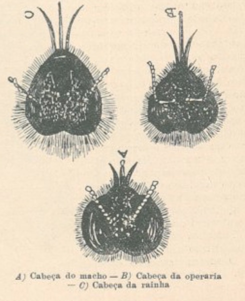 Cabeças de abelhas
