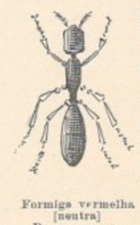 Formigas