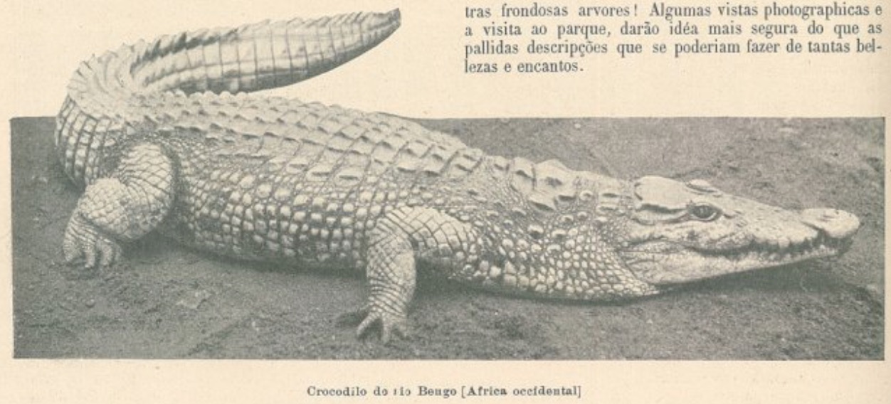 Crocodilo no Zoo
