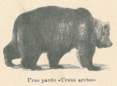 Urso pardo