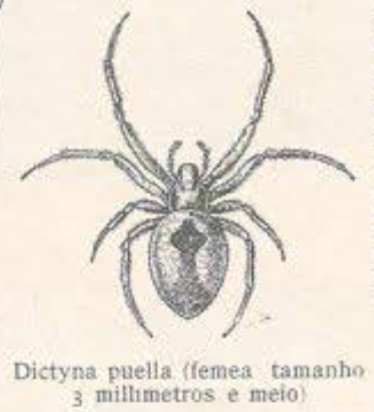 Aranha