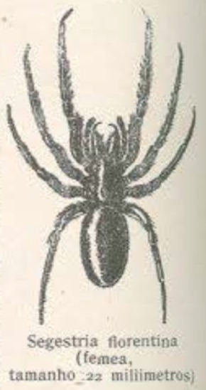 Aranha
