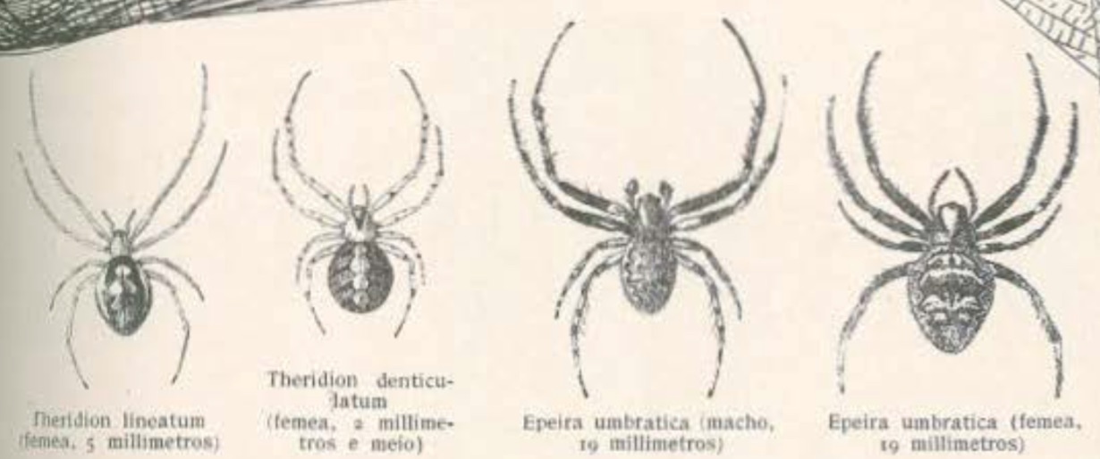 Aranhas