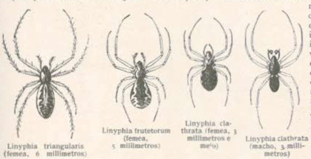 Aranhas