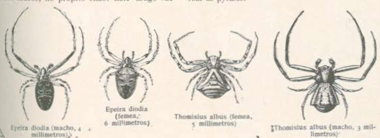 Aranhas