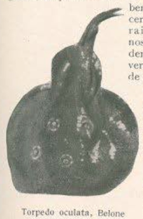 Peixe elétrico