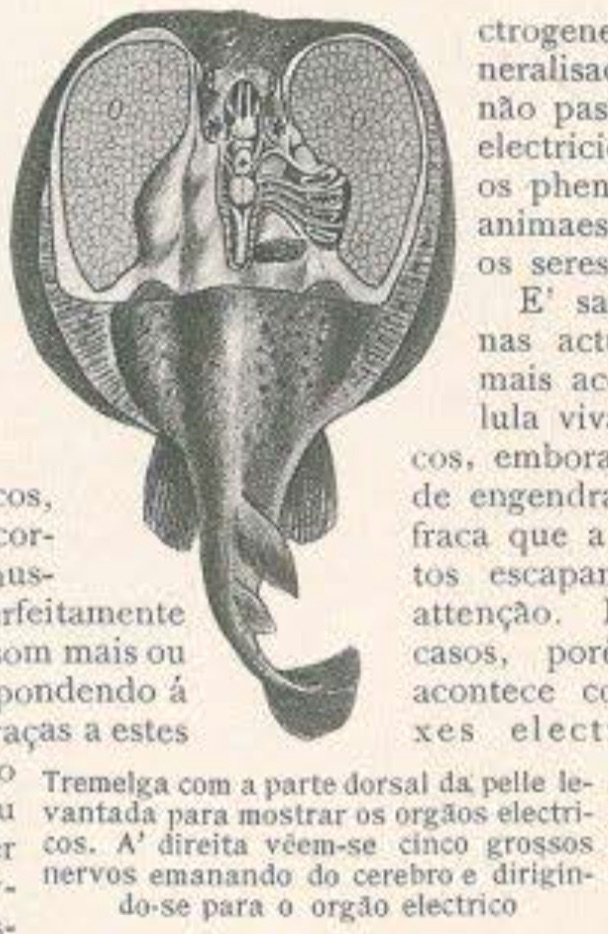 Peixe Elétrico