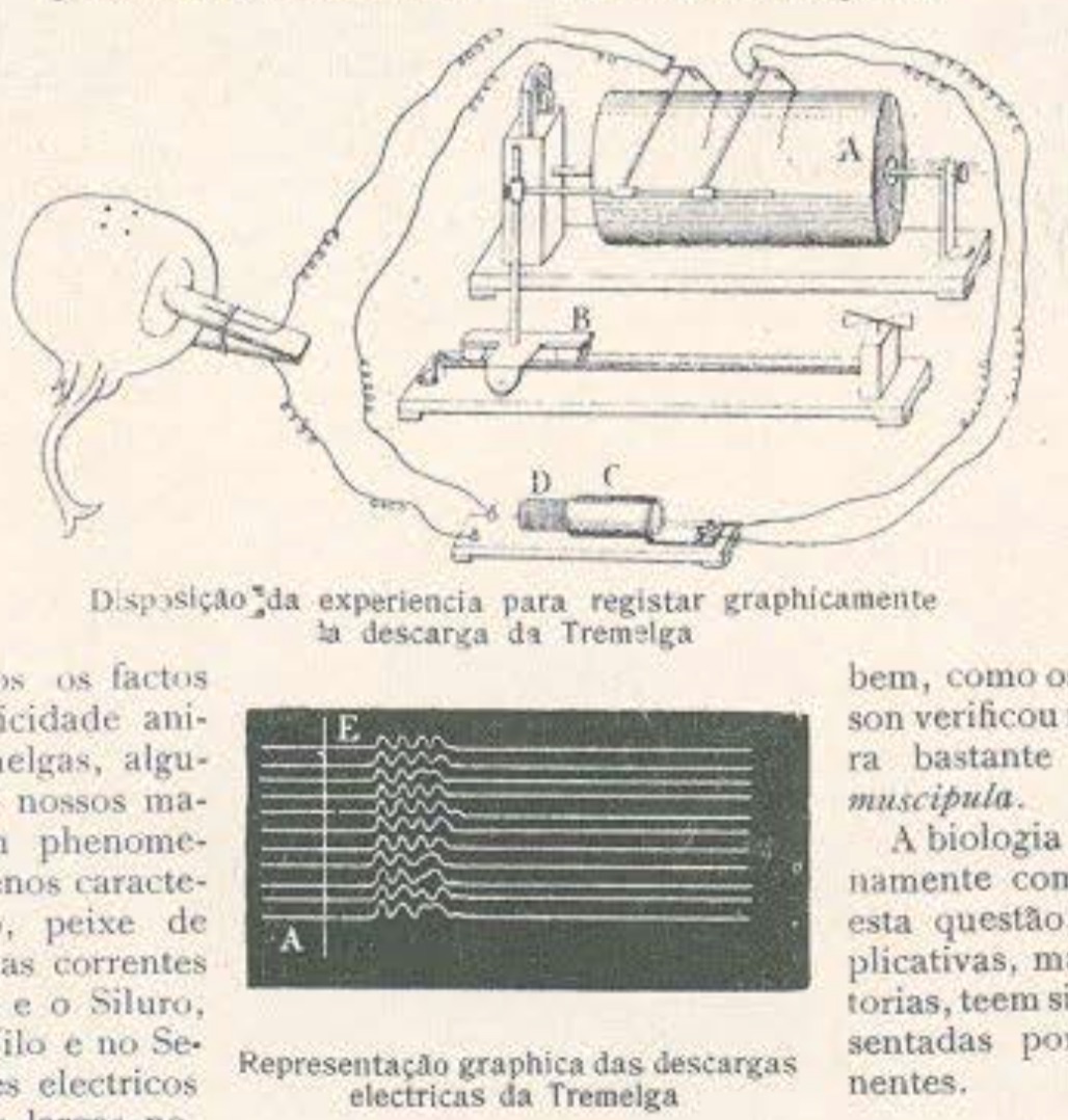 Experiência com peixes elétricos