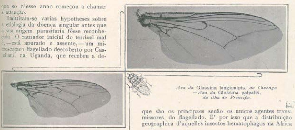 Doença do sono Doença do sono