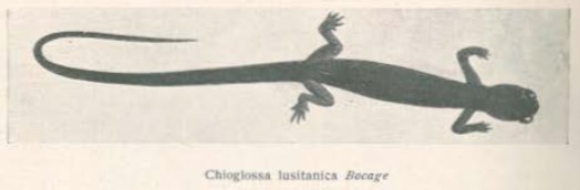 Barbosa du Bocage