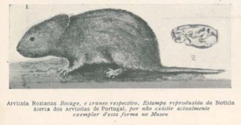 Barbosa du Bocage